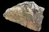 Polished Dinosaur Bone (Gembone) Section - Utah #106907-2